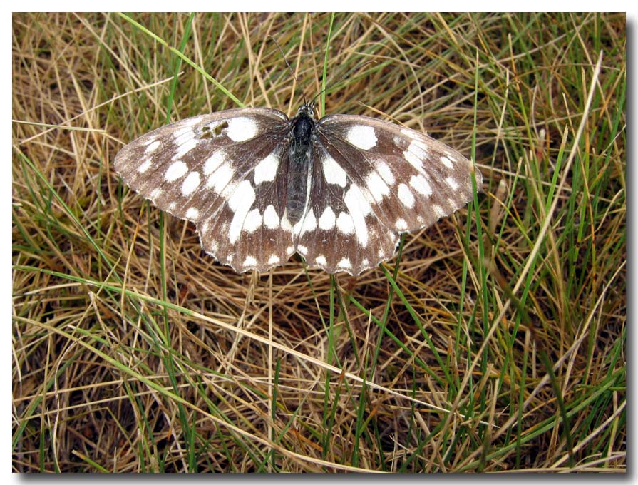 lepidotteri delle vacanze - Melanargia galathea